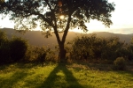 The V Tree
