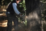 Always more trees to cut in Big Sur